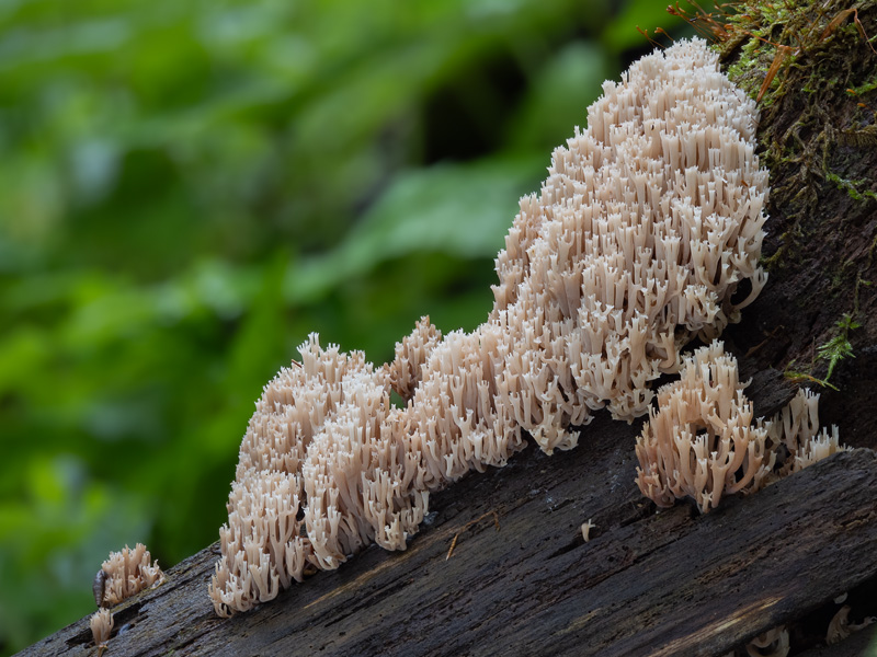 Artomyces pyxidatus